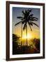 Backlit Palm Tree in the Fortress of Fortaleza San Felipe, Puerto Plata, Dominican Republic-Michael Runkel-Framed Photographic Print