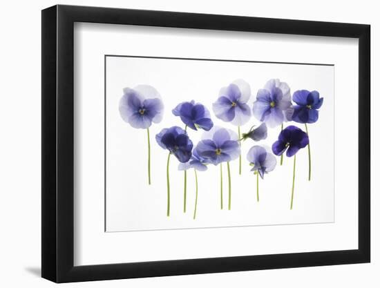 Backlit Pansies-null-Framed Premium Photographic Print