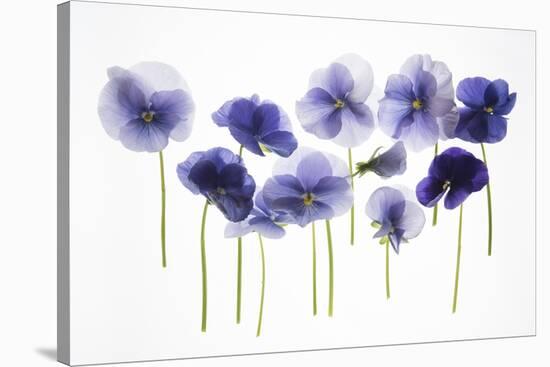 Backlit Pansies-null-Stretched Canvas