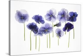 Backlit Pansies-null-Stretched Canvas