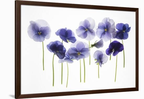 Backlit Pansies-null-Framed Photographic Print