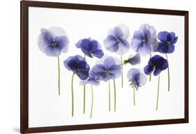 Backlit Pansies-null-Framed Photographic Print