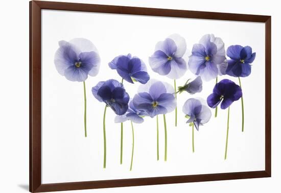 Backlit Pansies-null-Framed Photographic Print