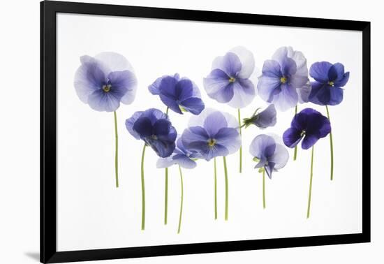 Backlit Pansies-null-Framed Photographic Print