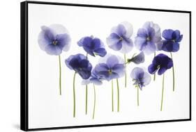 Backlit Pansies-null-Framed Stretched Canvas