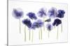 Backlit Pansies-null-Stretched Canvas