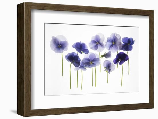 Backlit Pansies-null-Framed Photographic Print