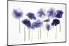 Backlit Pansies-null-Mounted Photographic Print