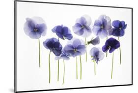 Backlit Pansies-null-Mounted Photographic Print