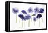 Backlit Pansies-null-Framed Stretched Canvas