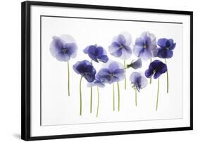 Backlit Pansies-null-Framed Photographic Print