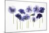 Backlit Pansies-null-Mounted Photographic Print