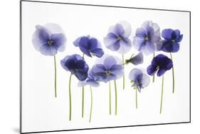 Backlit Pansies-null-Mounted Photographic Print