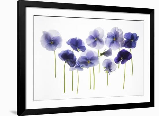 Backlit Pansies-null-Framed Photographic Print