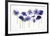 Backlit Pansies-null-Framed Photographic Print