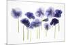 Backlit Pansies-null-Mounted Photographic Print