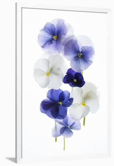 Backlit Pansies-null-Framed Photographic Print