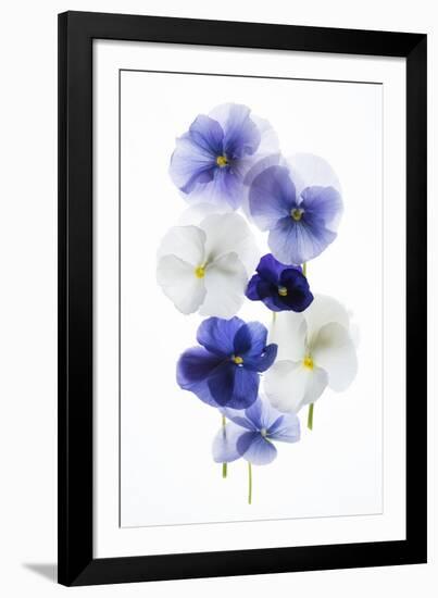 Backlit Pansies-null-Framed Photographic Print