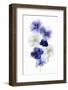 Backlit Pansies-null-Framed Photographic Print