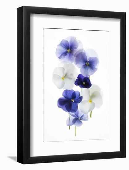 Backlit Pansies-null-Framed Photographic Print