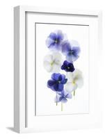 Backlit Pansies-null-Framed Photographic Print