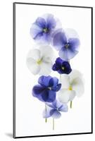 Backlit Pansies-null-Mounted Photographic Print