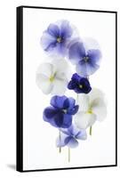 Backlit Pansies-null-Framed Stretched Canvas