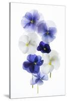 Backlit Pansies-null-Stretched Canvas