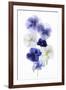 Backlit Pansies-null-Framed Photographic Print