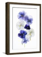 Backlit Pansies-null-Framed Premium Photographic Print