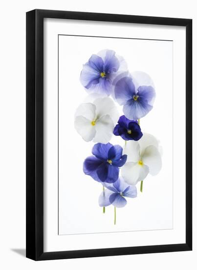 Backlit Pansies-null-Framed Premium Photographic Print