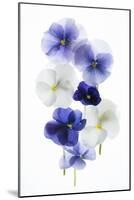 Backlit Pansies-null-Mounted Photographic Print