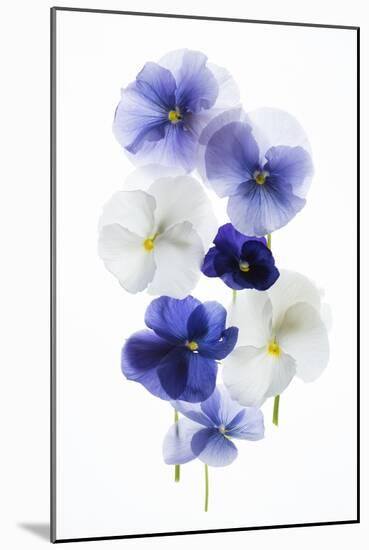 Backlit Pansies-null-Mounted Photographic Print