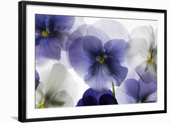 Backlit Pansies-null-Framed Photographic Print