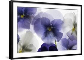 Backlit Pansies-null-Framed Photographic Print