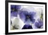 Backlit Pansies-null-Framed Photographic Print