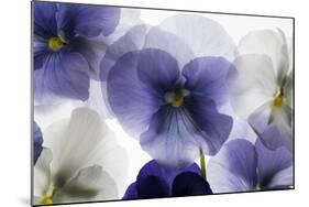 Backlit Pansies-null-Mounted Photographic Print