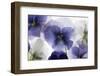 Backlit Pansies-null-Framed Photographic Print