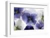 Backlit Pansies-null-Framed Photographic Print