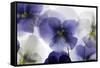 Backlit Pansies-null-Framed Stretched Canvas