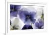 Backlit Pansies-null-Framed Photographic Print