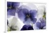 Backlit Pansies-null-Framed Photographic Print