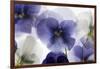 Backlit Pansies-null-Framed Photographic Print