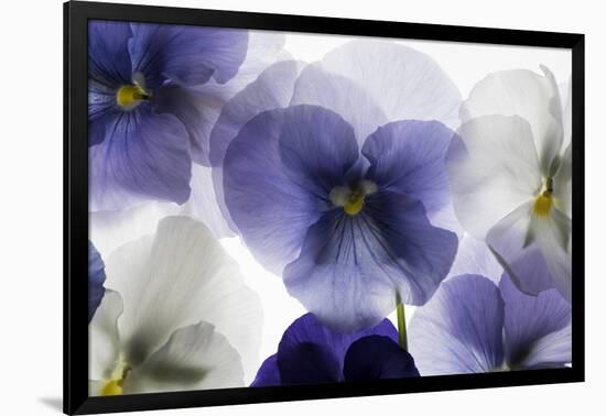 Backlit Pansies-null-Framed Photographic Print