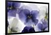 Backlit Pansies-null-Framed Photographic Print