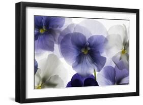 Backlit Pansies-null-Framed Photographic Print