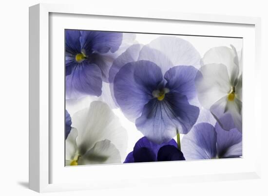 Backlit Pansies-null-Framed Photographic Print