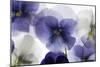 Backlit Pansies-null-Mounted Photographic Print