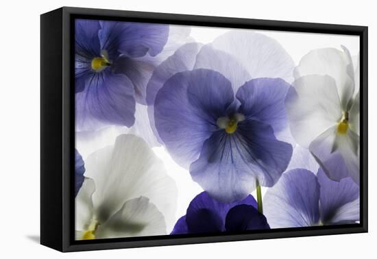 Backlit Pansies-null-Framed Stretched Canvas