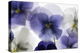 Backlit Pansies-null-Stretched Canvas